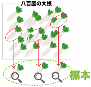 母集団　標本