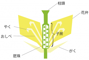 アブラナの花（菜の花）のつくり