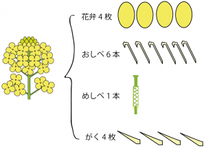 アブラナの花（菜の花）のつくり