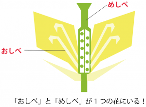アブラナの花（菜の花）のつくり