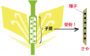 アブラナの花（菜の花）のつくり