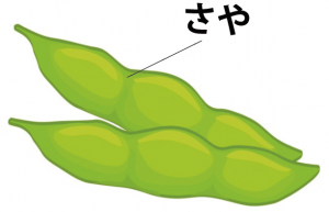 アブラナの花（菜の花）のつくり