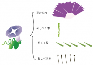 アサガオ　花のつくり