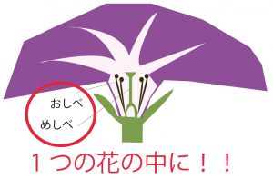 アサガオ　花のつくり