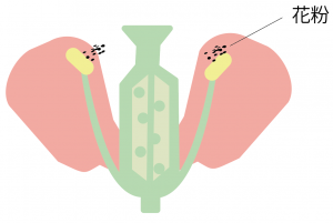 花のつくりとはたらき 図