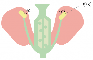 花のつくりとはたらき 図