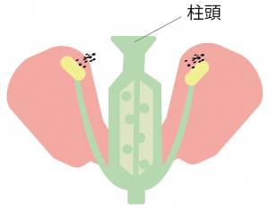 花のつくりとはたらき 図