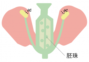 花のつくりとはたらき 図
