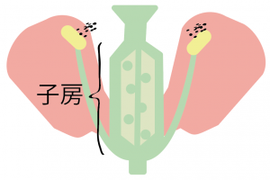 花のつくりとはたらき 図