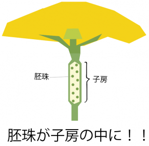 ヘチマの花のつくり