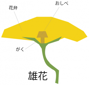 ヘチマの花のつくり