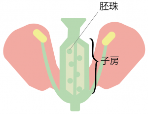 被子植物　裸子植物　違い