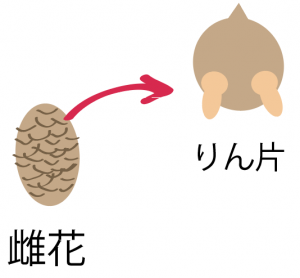 被子植物　裸子植物　違い