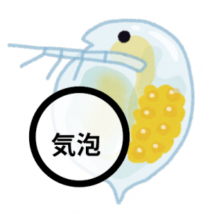 プレパラート　作り方