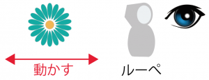 ルーペ　使い方　理科