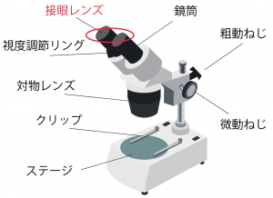 双眼実体顕微鏡　名称