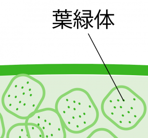 葉のつくり