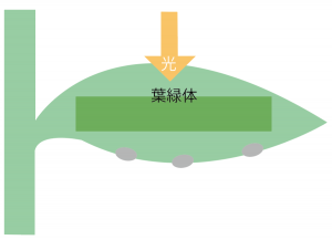 光合成　仕組み　中学　図