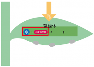 光合成　仕組み　中学　図