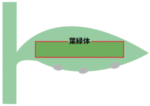 光合成　仕組み　中学　図