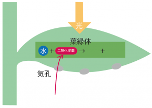 光合成　仕組み　中学　図