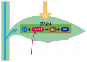 光合成　仕組み　中学　図