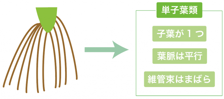 【根のつくりとはたらき】主根・側根・ひげ根・根毛の4つの違い | tomo