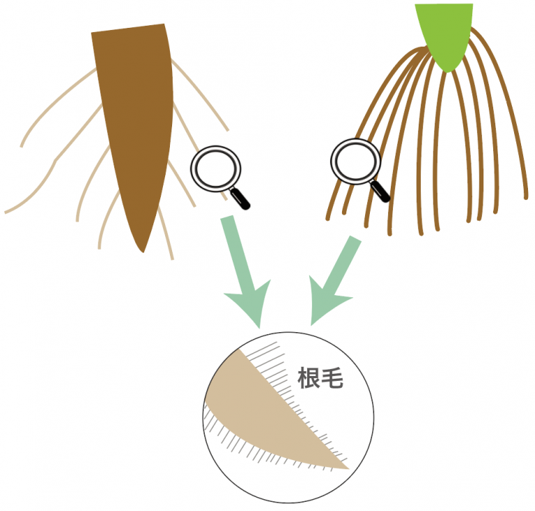 【根のつくりとはたらき】主根・側根・ひげ根・根毛の4つの違い | t…