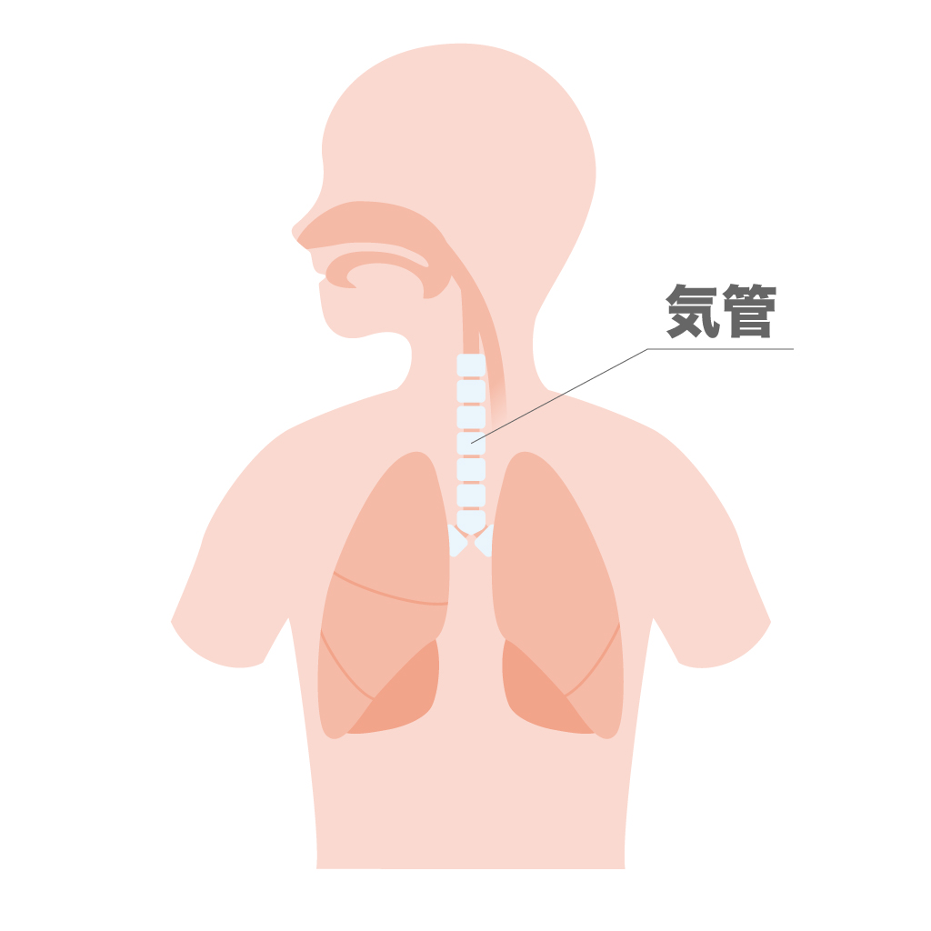 肺呼吸　仕組み　流れ