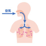 【中2理科】細胞による呼吸とは何だろう?簡単にわかりやすく解説! | tomo