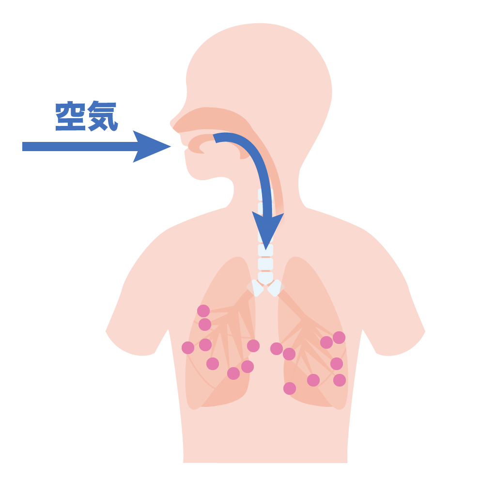肺呼吸　仕組み　流れ