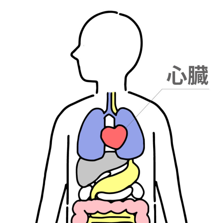 【中学理科】心臓のつくりの覚え方〜4つの部屋の名前をイラスト・図で暗記しよう〜 | tomo