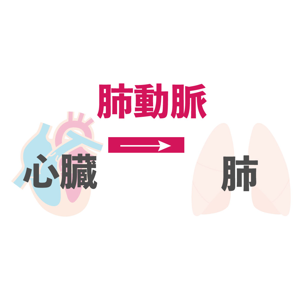 肺動脈　肺静脈　動脈血　静脈血　違い
