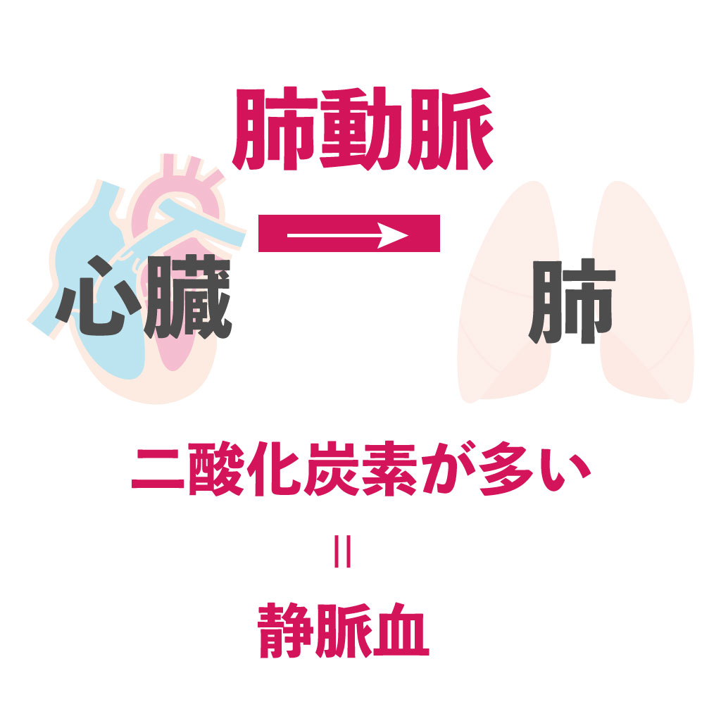 肺動脈　肺静脈　動脈血　静脈血　違い