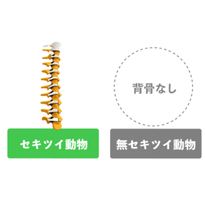 セキツイ動物 無セキツイ動物 違い 共通点