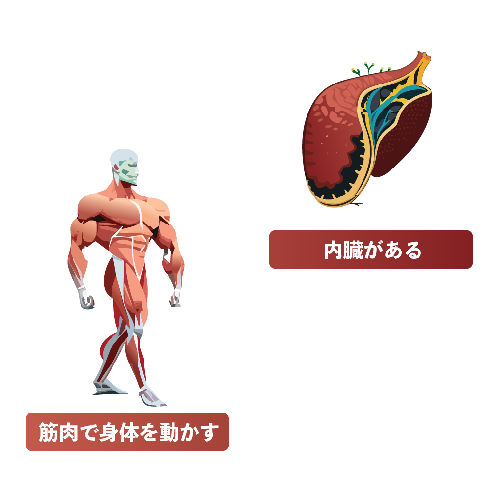 セキツイ動物 無セキツイ動物 違い 共通点