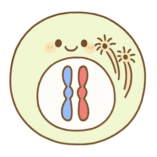 細胞分裂 過程 イラスト 図