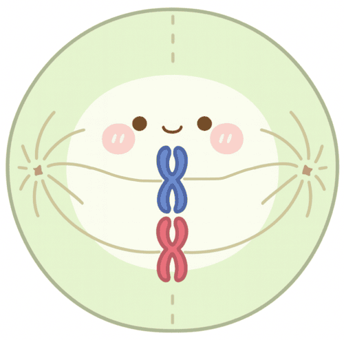 細胞分裂 過程 イラスト 図