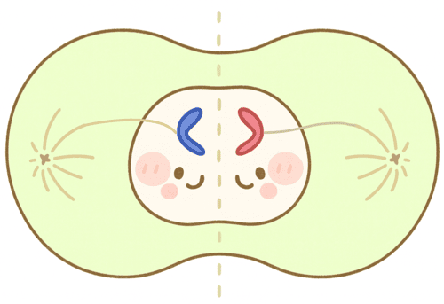 細胞分裂 過程 イラスト 図