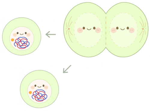 細胞分裂 過程 イラスト 図