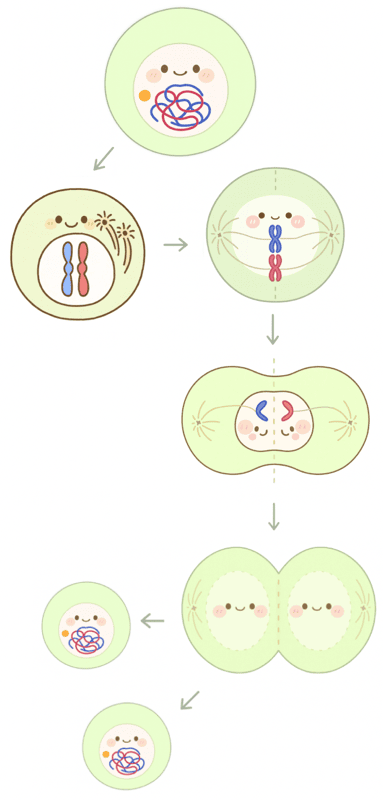 細胞分裂 過程 イラスト 図