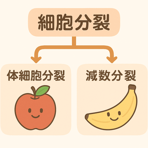 細胞分裂 体細胞分裂 違い