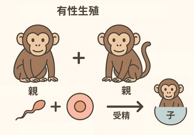 有性生殖 無性生殖 違い