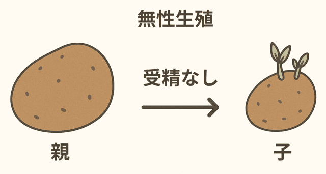 有性生殖 無性生殖 違い