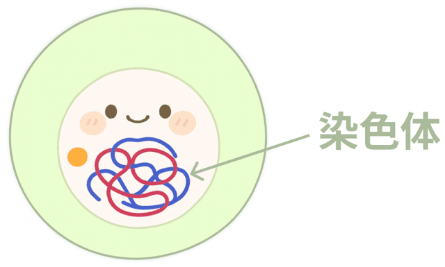 有性生殖 無性生殖 違い