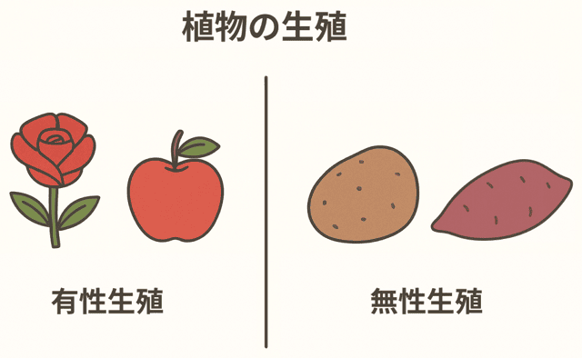 有性生殖 無性生殖 違い