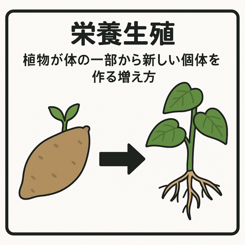 栄養生殖とは