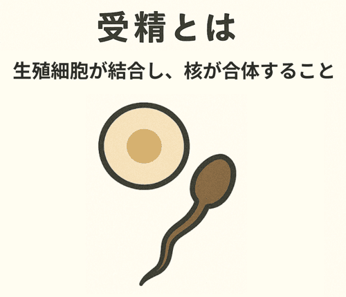 受精 受精卵 違い