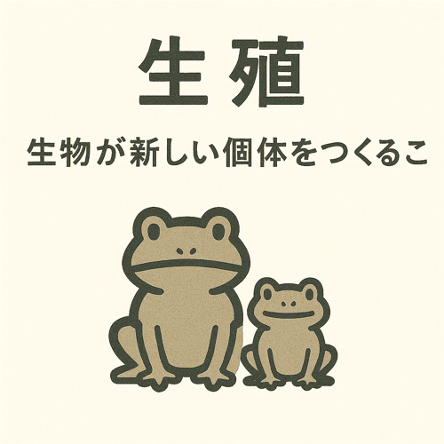 生殖 生殖細胞とは