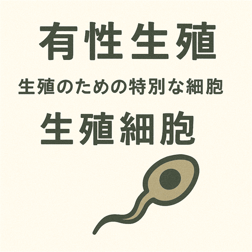 生殖 生殖細胞とは